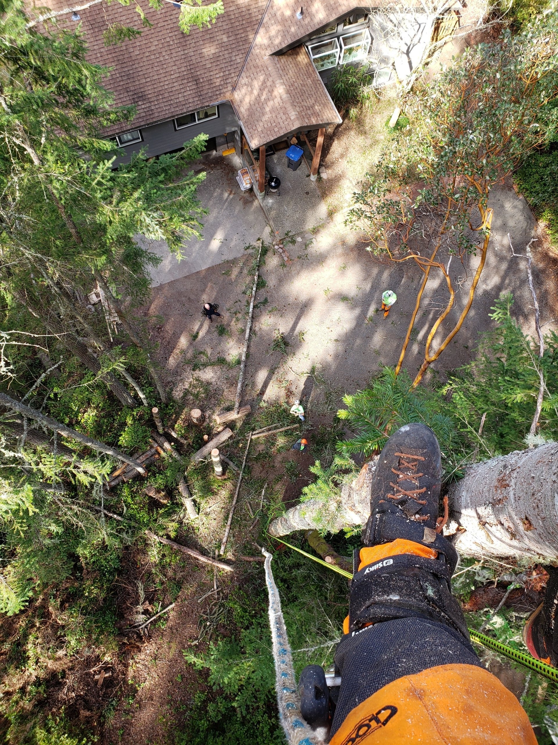 Certified Tree Service Company Port Orchard