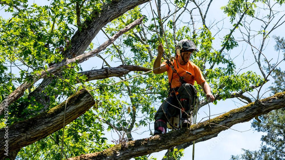 Tree Pruning Services Gig Harbor WA